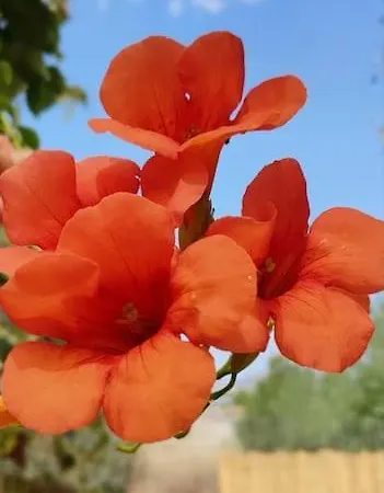 Garden House * Nafplio